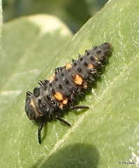 Hippodamia convergens