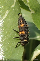 Hippodamia convergens