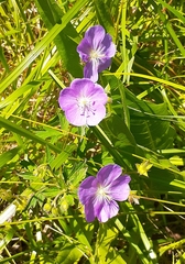 Geranium oreganum