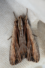 Apamea verbascoides