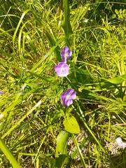 Geranium oreganum
