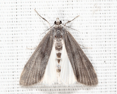 Parapoynx maculalis