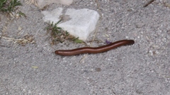 Orthoporus