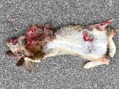 Sylvilagus audubonii