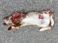 Sylvilagus audubonii