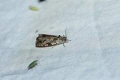 Olethreutes permundana