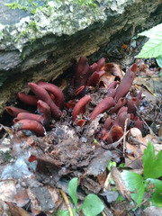 Wynnea americana
