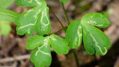 Phytomyza minuscula group