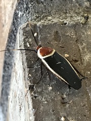 Pseudomops septentrionalis