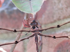 Telephlebia godeffroyi