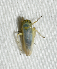 Macrosteles quadrilineatus