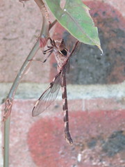 Telephlebia godeffroyi