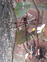 Telephlebia godeffroyi