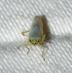 Macrosteles quadrilineatus