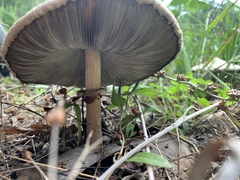 Macrolepiota konradii