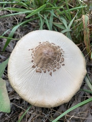 Macrolepiota konradii