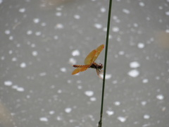 Perithemis tenera