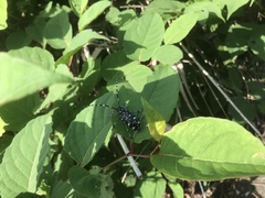 Anoplophora chinensis