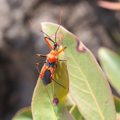 Poecilobdallus formosus