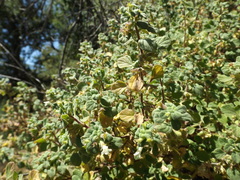 Clinopodium chandleri
