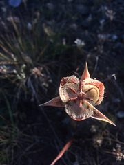 Calochortus tiburonensis