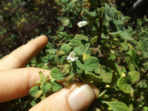Image of Clinopodium chandleri by (c) Amy, some rights reserved (CC BY)