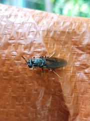 Hermetia illucens