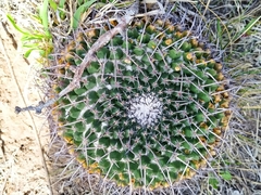Mammillaria gigantea