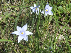 Nemastylis geminiflora