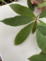 Alstonia muelleriana