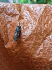 Hermetia illucens