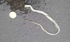 Mastigodryas reticulatus