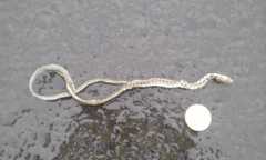 Mastigodryas reticulatus