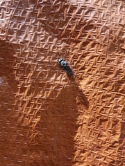 Hermetia illucens