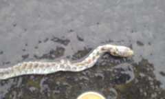 Mastigodryas reticulatus