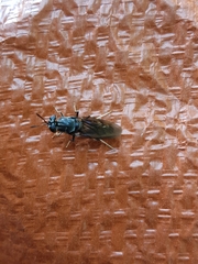 Hermetia illucens