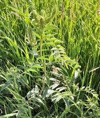 Glycyrrhiza lepidota