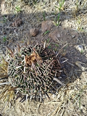 Echinofossulocactus pentacanthus