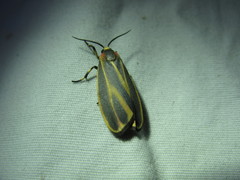 Hypoprepia fucosa