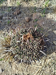 Echinofossulocactus pentacanthus