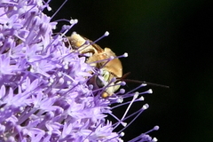 Svastra obliqua expurgata