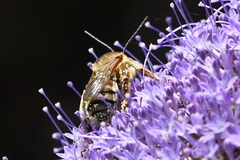 Svastra obliqua expurgata