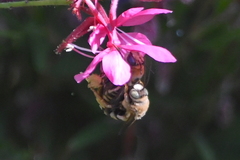 Svastra obliqua expurgata