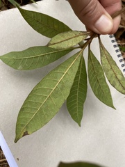 Alstonia muelleriana