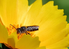 Coelioxys alternatus