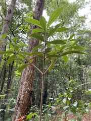 Alstonia muelleriana