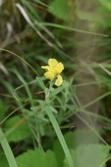 Crocanthemum bicknellii