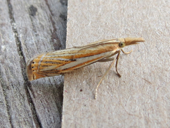 Crambus saltuellus
