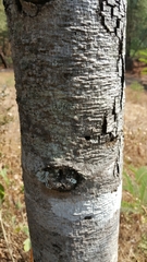 Annona longiflora