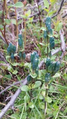 Gentiana glauca